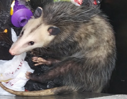 [Possum]